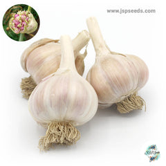 20 gram Thai Hardneck Garlic Bulbils (Organic Vegetable) Non-GMO Heirloom Seeds