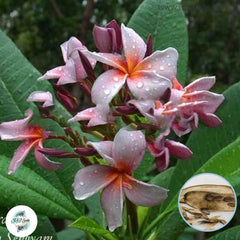 20 Thai Mung Namyain Plumeria Rubra (Frangipani) Seeds Fresh Flower New Seeds