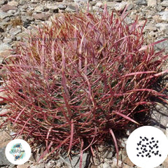 40 Seeds Ferocactus acanthodes v. eastwoodiae Cactus Succulent seeds