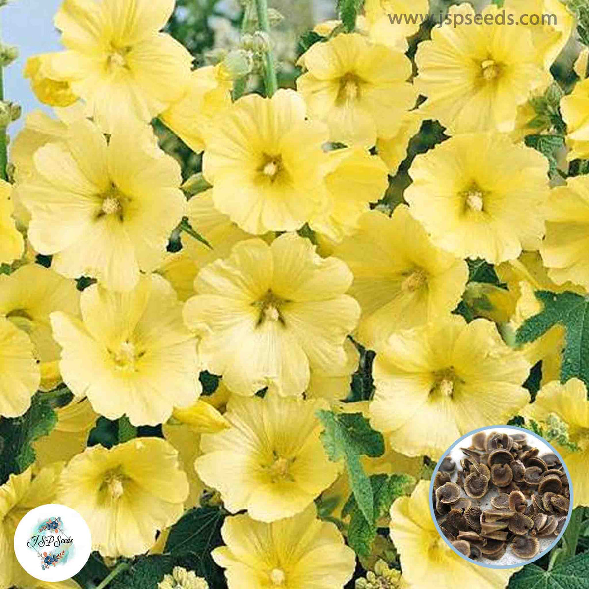 50 Yellow Hollyhock Perennial Flower Seed ROSEA LINN