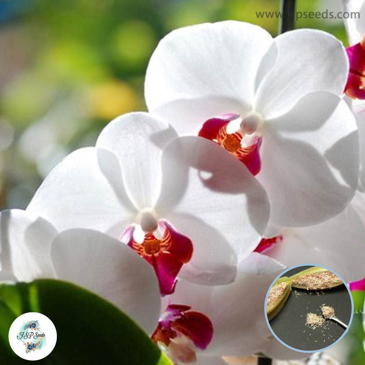 50 White Red Phalaenopsis Orchid flower Seeds (Flower Garden Potted Plants)Thailand Orchids