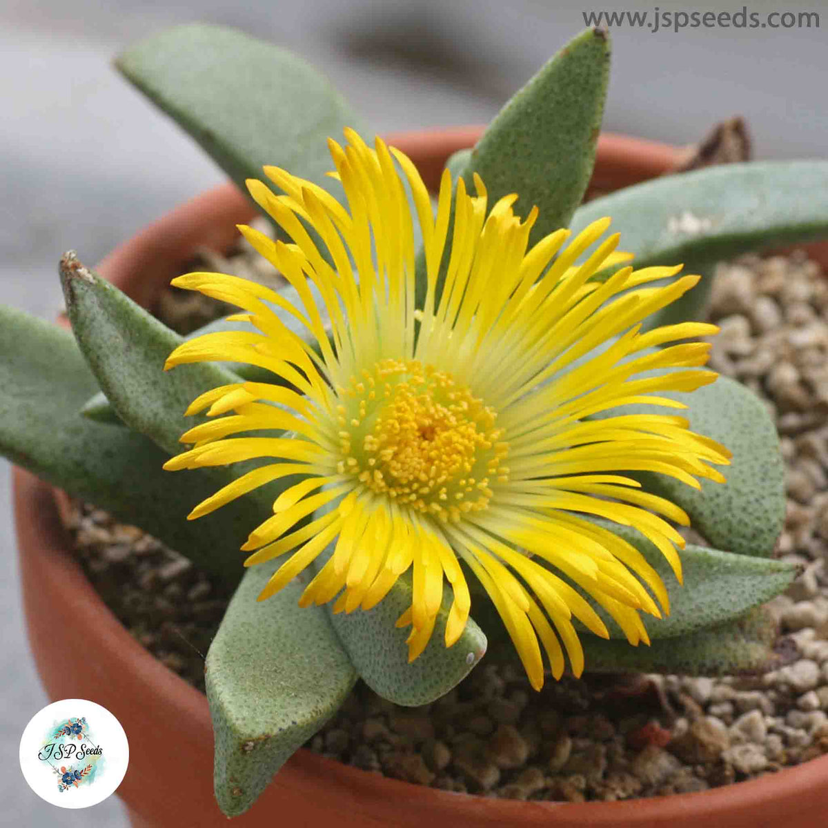 Pleiospilos compactus canus / 40 seeds (Stone plant, Split Rock, Mimicry Plant)