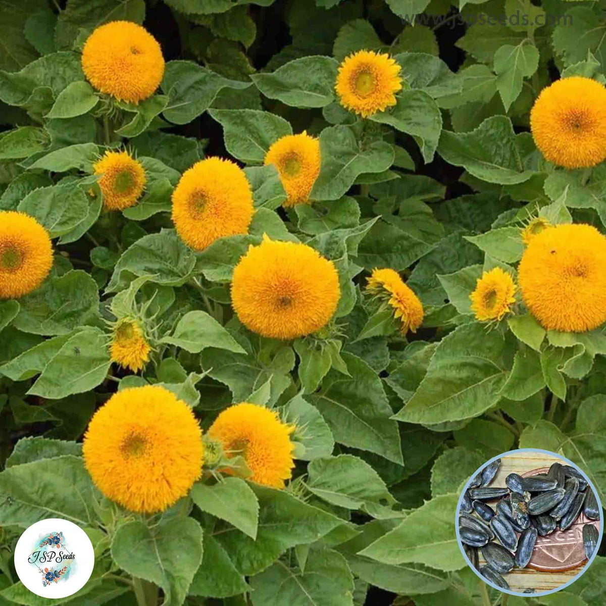 50 Teddy Bear Sunflower Seeds (Flower Plants)