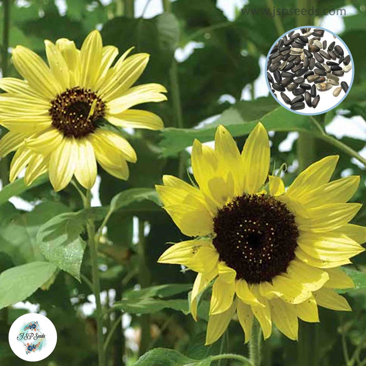 50 Lemon Queen Sunflower Seeds (Flower Plants)