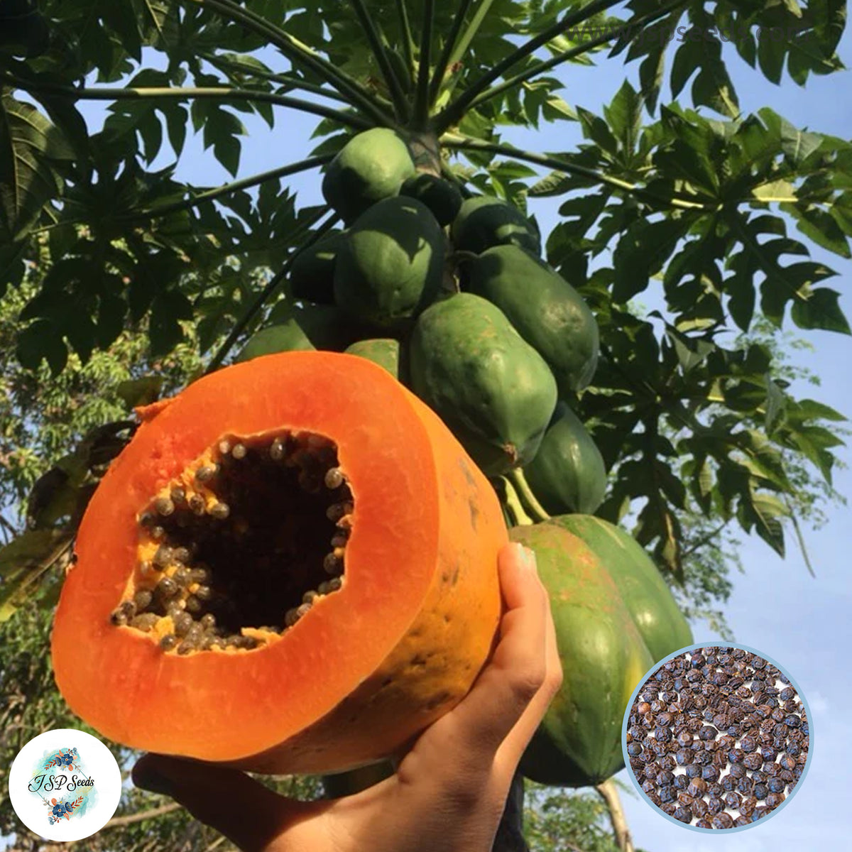 50 Rare Dwarf Red Lady Papaya Seeds (Asia Fruit)