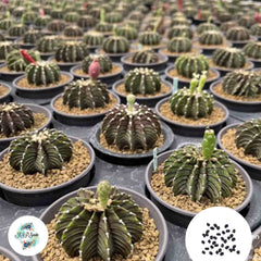 40 seeds Gymnocalycium friedrichii  Cactus Succulent seeds  LB2178 (L)