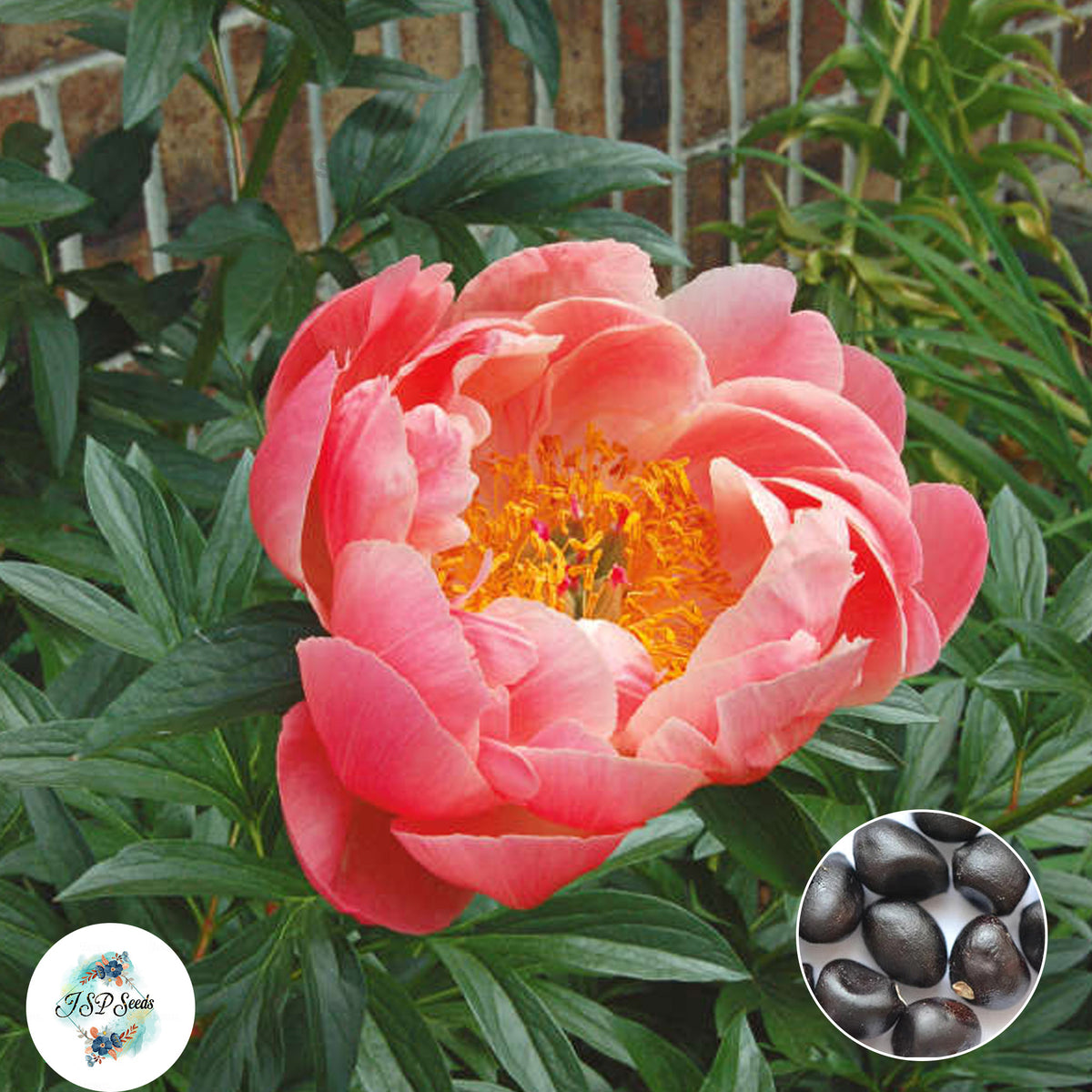 20 Coral Sunset Peony Paeoniaceae Paeonia suffruticosa Tree Flower Plant Seeds (Lucky Flower) (Flower Garden Potted Plants)