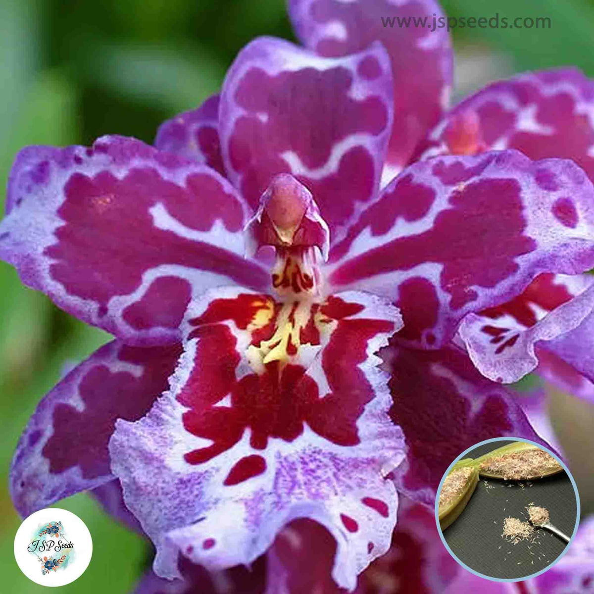 50 Purple Cambria Orchid flower Seeds (Flower Garden Potted Plants)Thailand Orchids