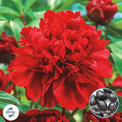 20 Karl Rosenfield Peony Paeoniaceae Paeonia suffruticosa Tree Flower Plant Seeds (Lucky Flower) (Flower Garden Potted Plants)