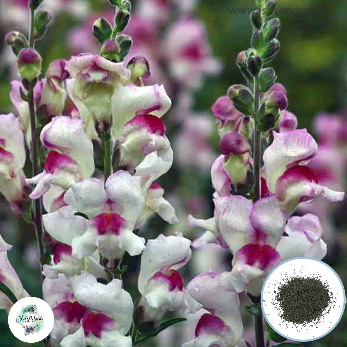 300 Lucky Lips Snapdragons (Antirrhinum majus) Seeds (Flower Garden Plants)