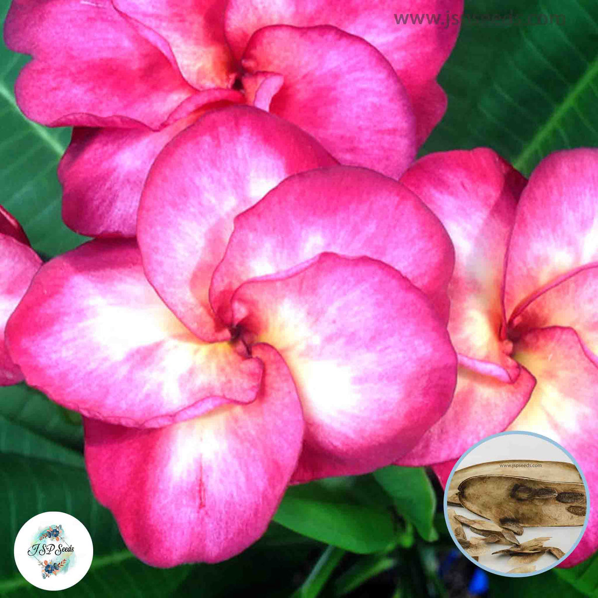 20 Thai Tubtim Siam Plumeria Rubra (Frangipani) Seeds Fresh Flower New Seeds