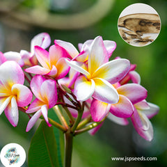 20 Thai Pung Lodehom Plumeria Rubra (Frangipani) Seeds Fresh Flower New Seeds