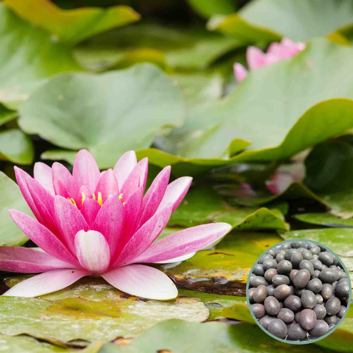 15 Thai Heirloom Lotus flower Bonsai Seeds Water Plants (Original Thai Seeds) 017