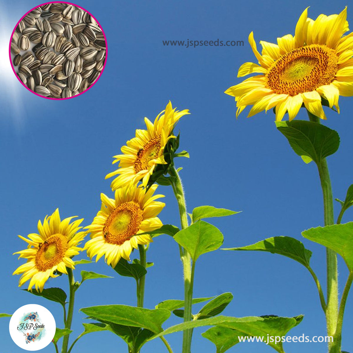 50 Sunflower Skyscraper Seeds (Flower Plants)