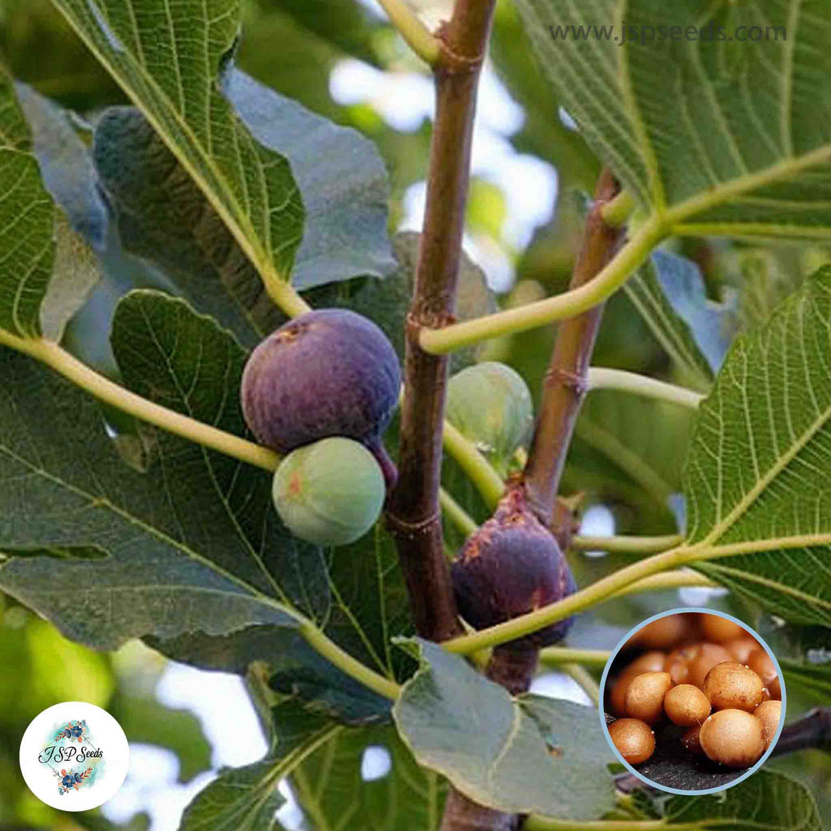 30 Chicago Hardy Ficus Carica Seeds Fig Seeds Tropical Bonsai Rare Fruit Seeds