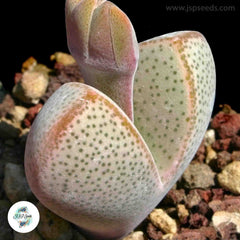 Dinteranthus puberulus / 40 seeds (Living stone)