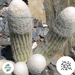 40 Seeds Espostoa huanucensis Cactus Succulent seeds