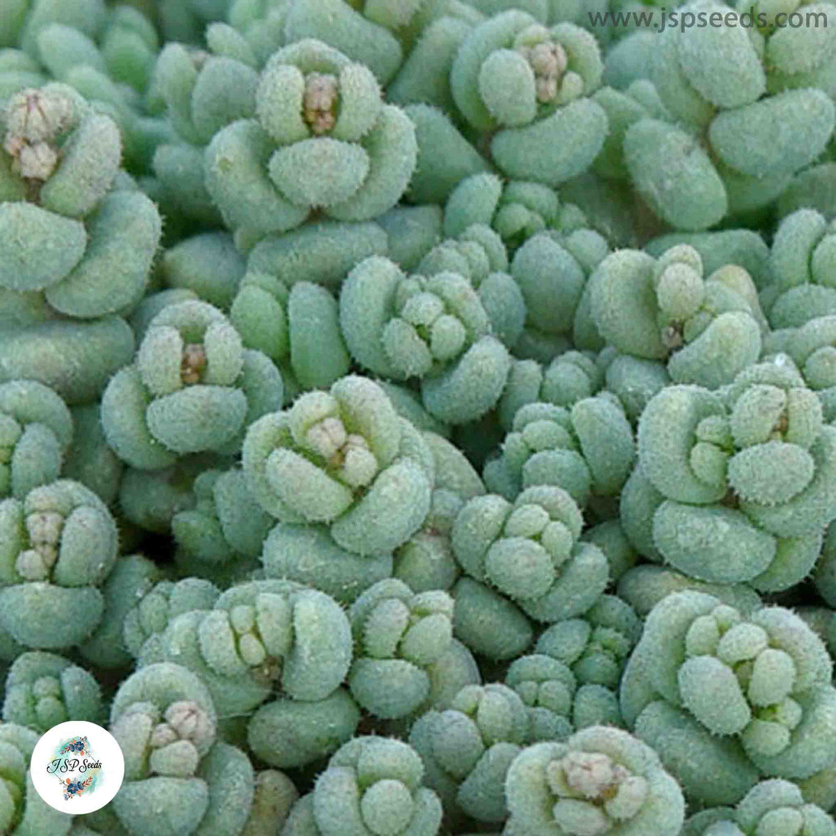 Sedum dasyphyllum / 40 seeds (Corsican stonecrop)