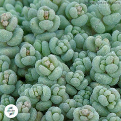 Sedum dasyphyllum / 40 seeds (Corsican stonecrop)