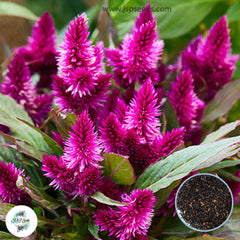 200 Purple Fire Celosia Seeds Celosia plumosa Annual Blooms Flowering Seeds