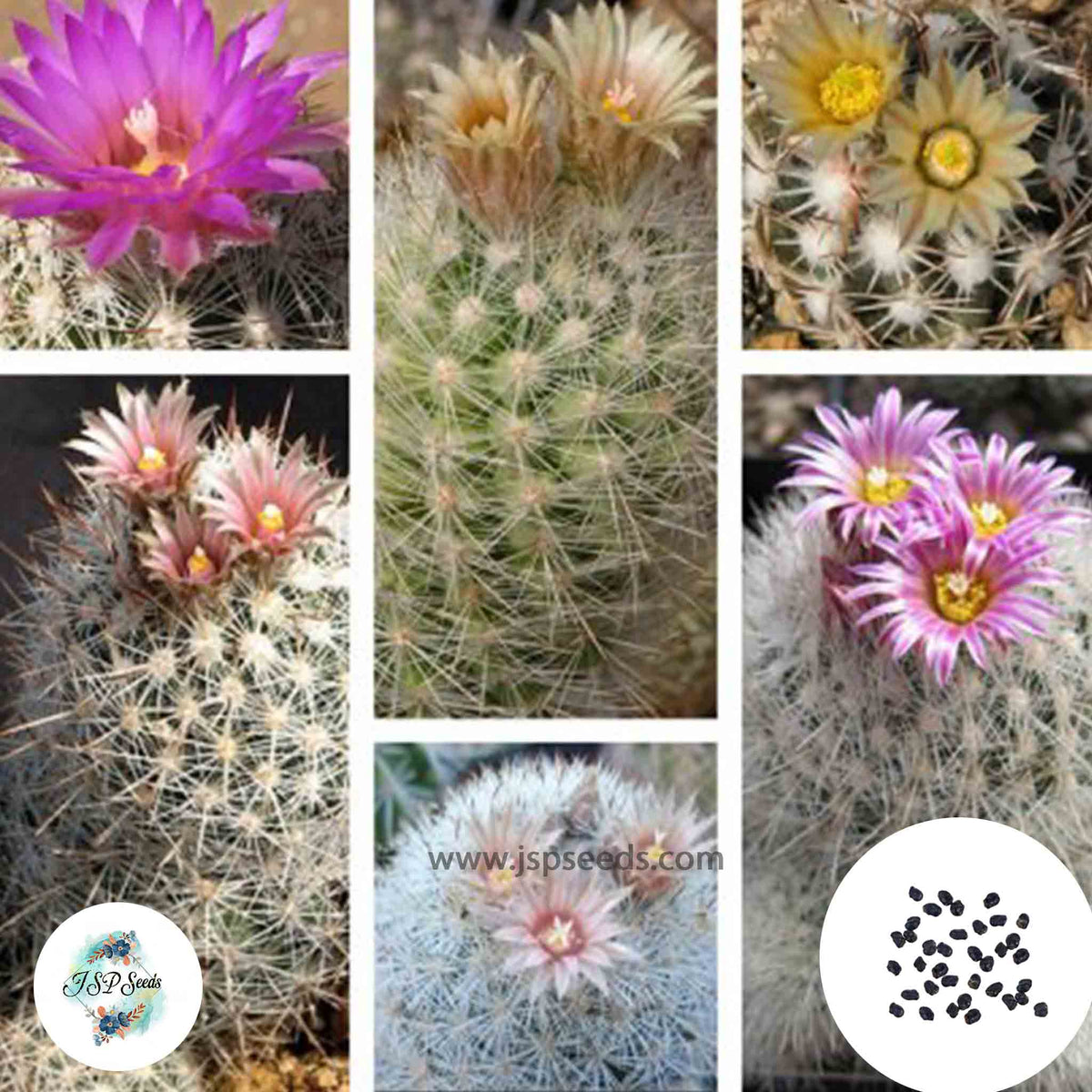 40 Seeds Escobaria  mix Cactus Succulent seeds