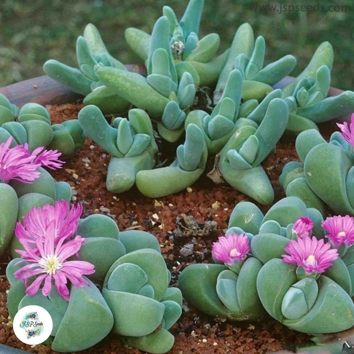 Gibbaeum dispar / 40 seeds