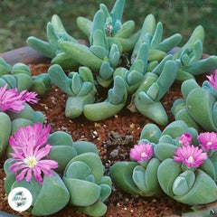 Gibbaeum dispar / 40 seeds