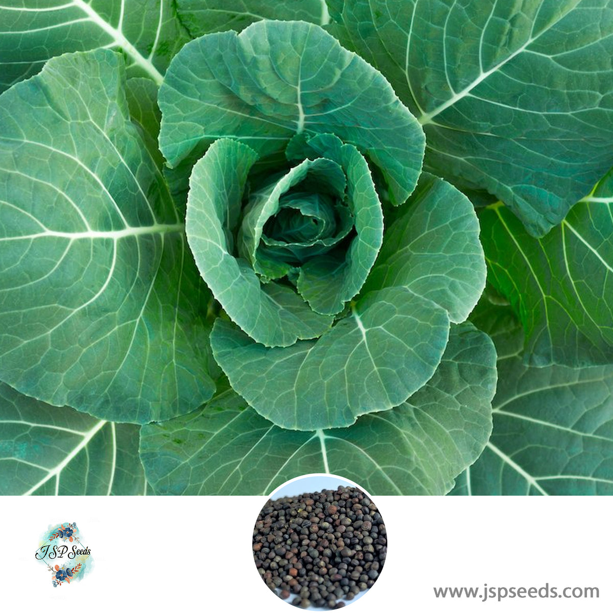 300 Champion Pule Collards Organic Heirloom Seeds (Vegetable) Non Gmo