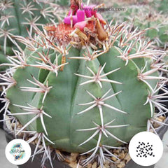 40 Seeds Melocactus lensselinkianus Cactus Succulent seeds