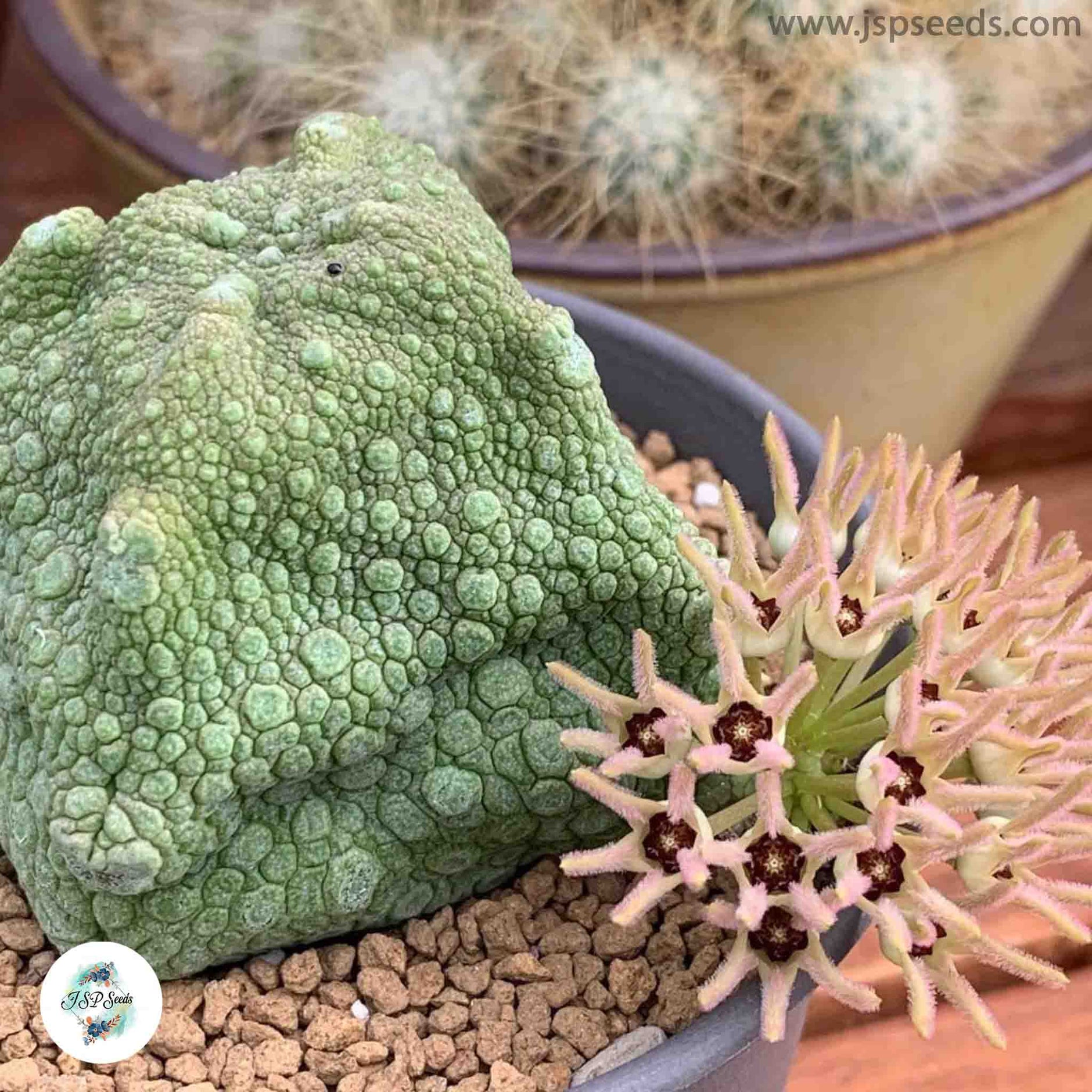 SUCCULENT SEEDS – JSPSeeds