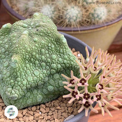 Pseudolithos cubiformis [RARE] / 40 seeds