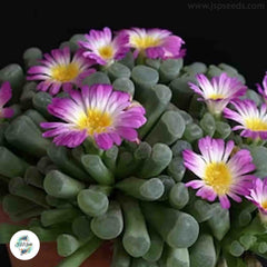Frithia pulchra / 40 seeds (Baby toes, Window plants)