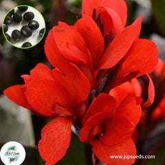 30 Cannova Bronze Scarlet CANNA LILY Indian Shot Canna Indica Flower Seeds Cannaceae (Asia Flower)