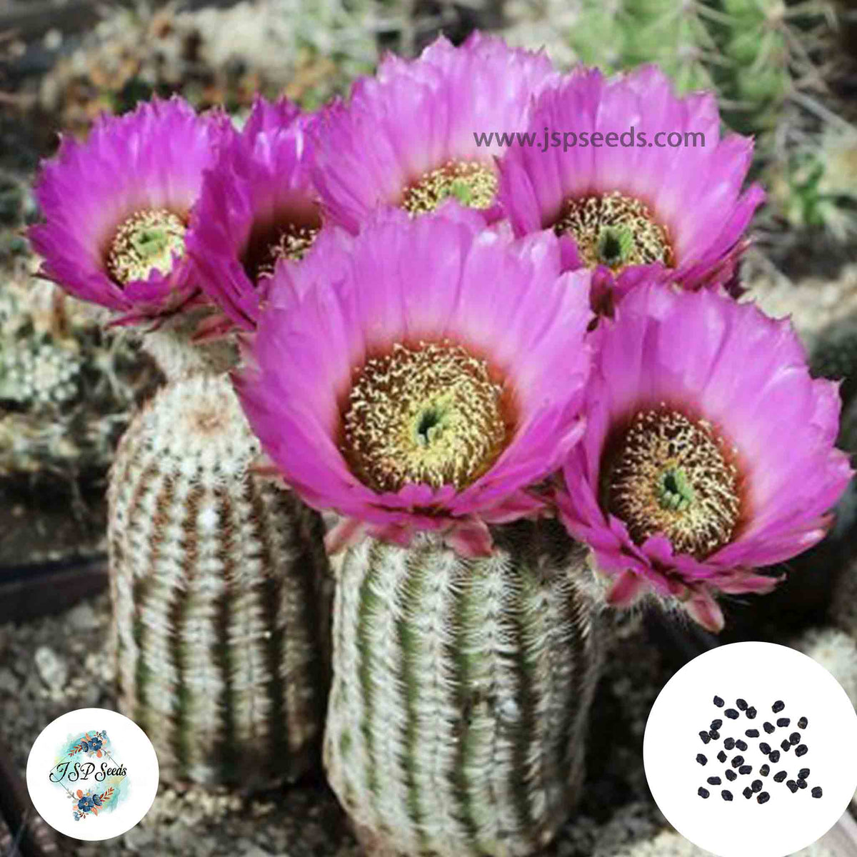 40 Seeds Echinocereus oklahomensis Cactus Succulent seeds