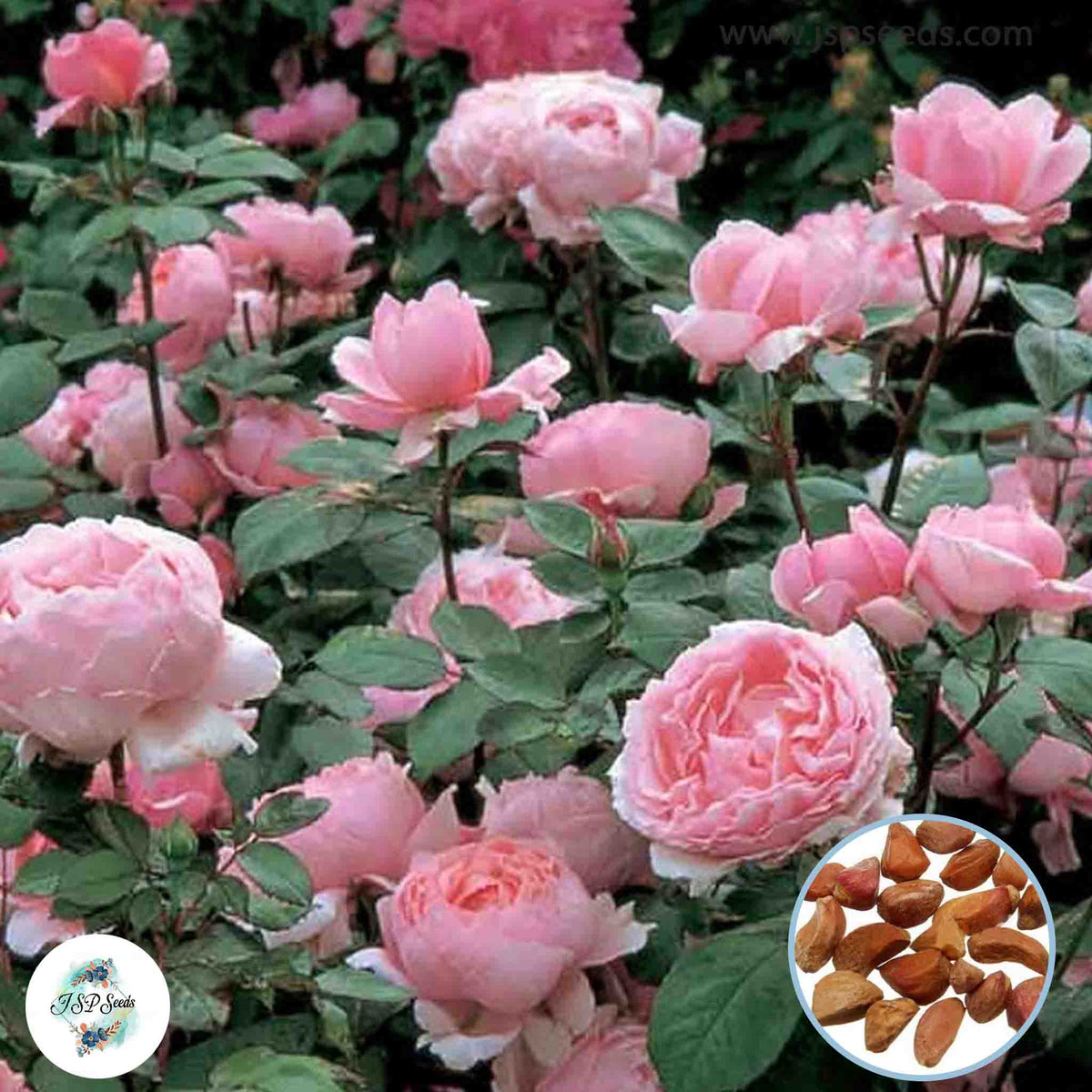 50 Heirloom Rosa 'Brother Cadfael English Rose flower Bonsai Garden Seeds