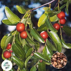 20 Jujube Seeds (Asia Fruit)