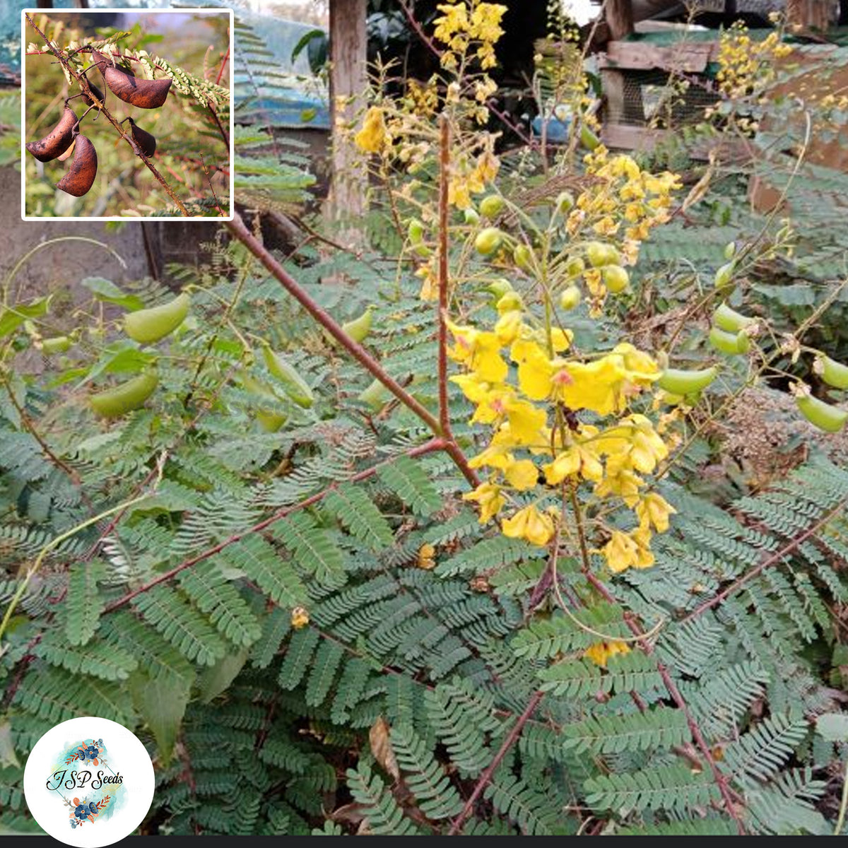 20 Caesalpinia mimosoides Lamk Cha rueat Nam pyya Seeds (Asia Vegetable)