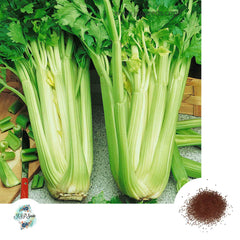 300 Utah Celery Organic Heirloom Seeds (Vegetable) Non Gmo