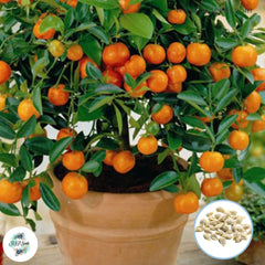 30 Dwarf Tangerine Mandarin Orange Citrus Fruit Bonsai Tree Seeds (Asia Fruit)