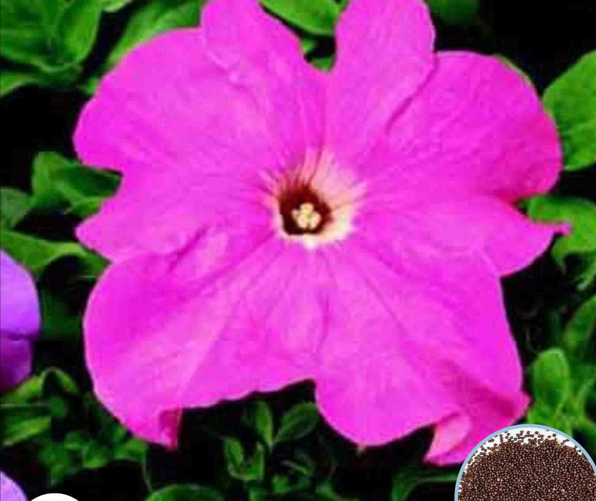 1000 Pink Bravo Petunia Seeds Grandiflora, Multiflora, Milliflora Perennial Flowers Annual Seeds (Flower)