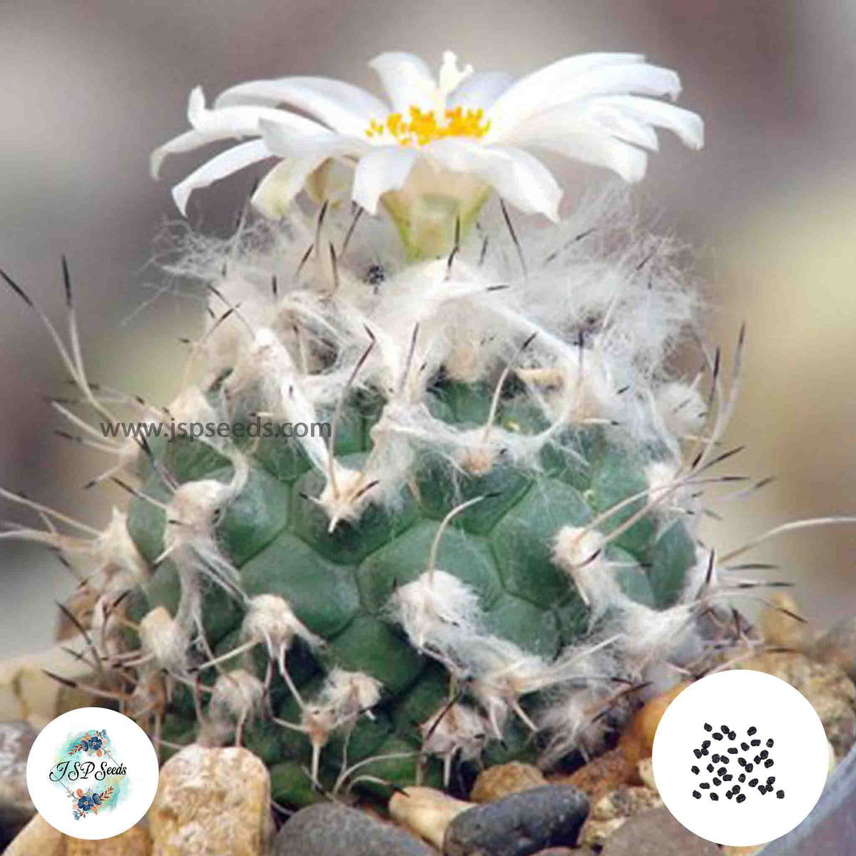 40 Seeds Turbinicarpus lophophorioides LT v. Rio verde Cactus Succulent seeds