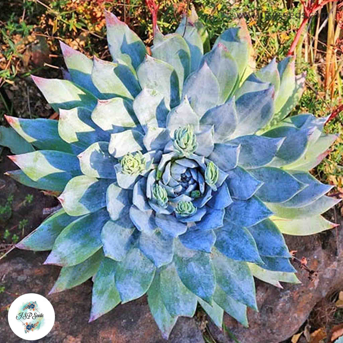 Dudleya brittonii / 40 seeds (Giant Chalk Dudleya, Britton’s Dudleya)