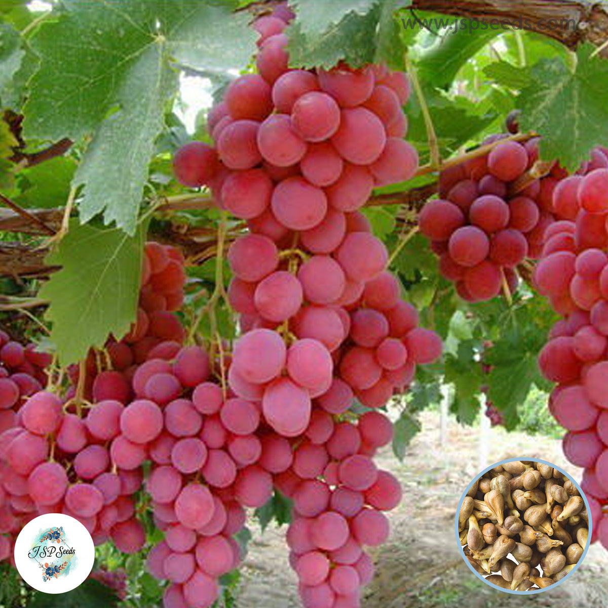 30 Giant Pink Grape Seeds