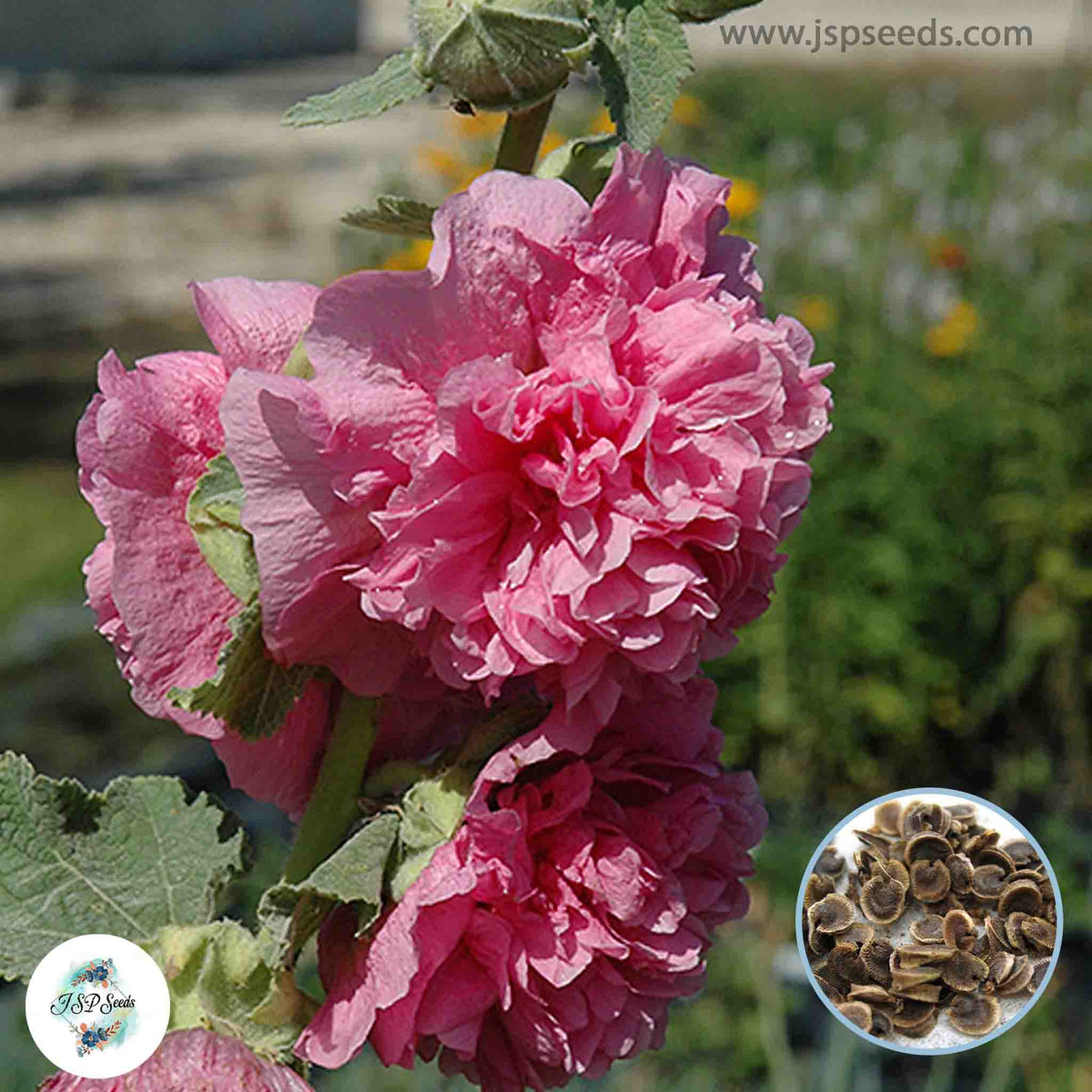 50 Pink Double Hollyhock Perennial Flower Seed ROSEA LINN