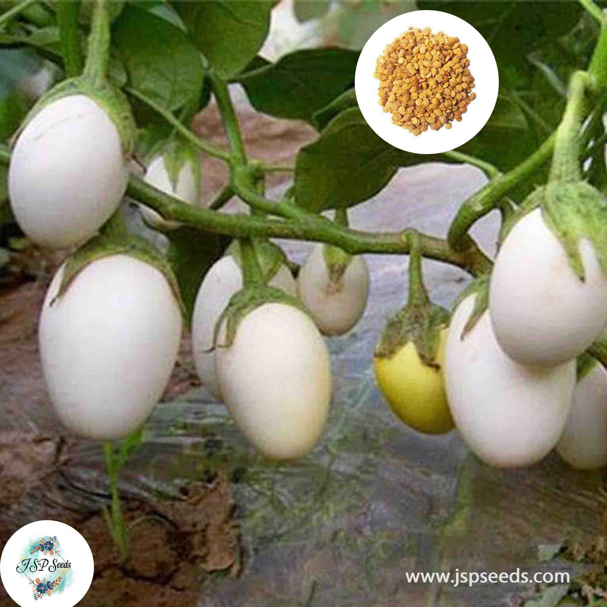 200 Baby White Eggs Plant Solanum Melongena Eggplant Seeds (Asia Vegetable)