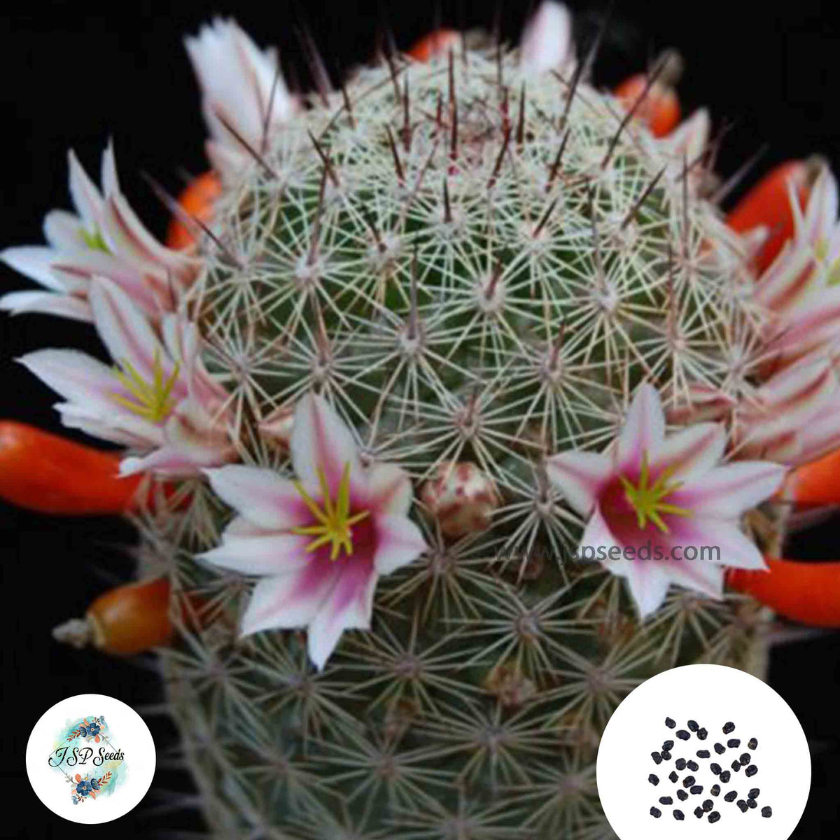 40 Seeds Mammillaria inaiae Cactus Succulent seeds