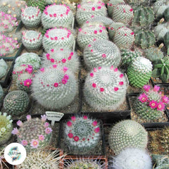 40 seeds Mammillaria seed mix - white variety  Cactus Succulent seeds