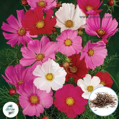 200 Mixed Cosmo Sensation Flower Seed Non-GMO Heirloom