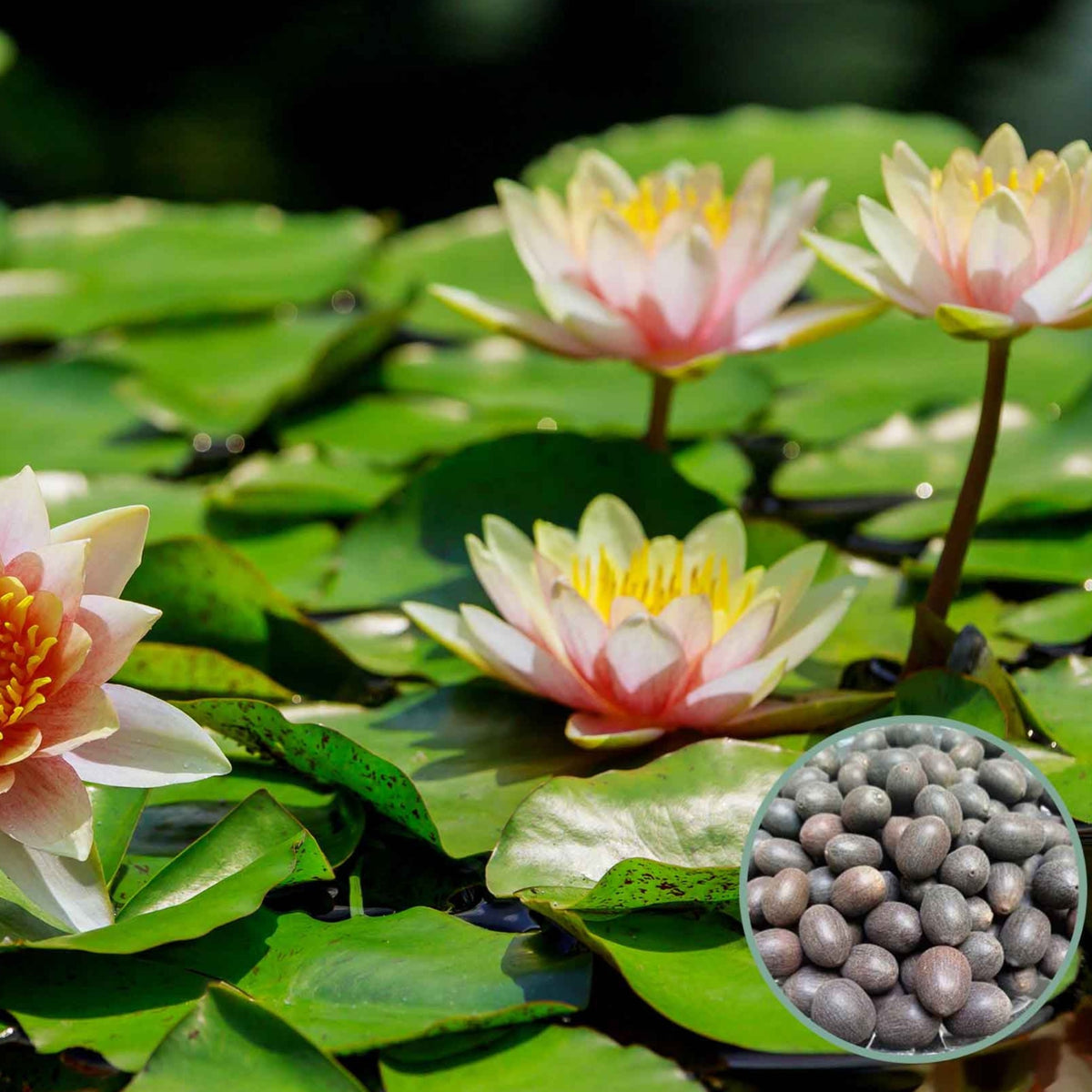 15 Thai Heirloom Lotus flower Bonsai Seeds Water Plants (Original Thai Seeds) 018