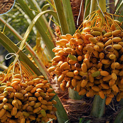 12 Nawader Date Palm Seeds Phoenix dactylifera (Arecaceae) Fruit Seeds (UAE Lab 112)